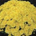 Chrysanthemum 'Bernadette Yellow' 