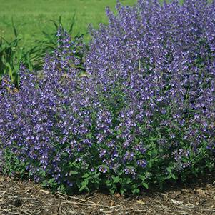 Nepeta x faasenii 'Novanepjun' 