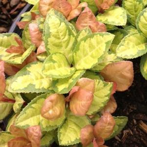 Ardisia japonica 'sPg-3-011' 