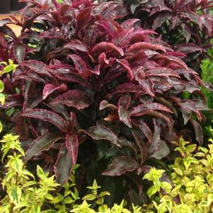 Ardisia crenata 'sPg-3-001' 
