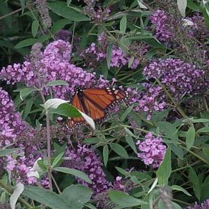 Buddleia davidii 'Ile De France' 