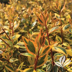 Abelia x grandiflora 'Gretoo' 