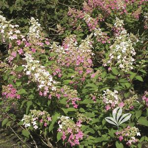 Hydrangea paniculata 'Big Ben' 