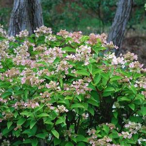 Hydrangea paniculata 'Grepearlpk' 