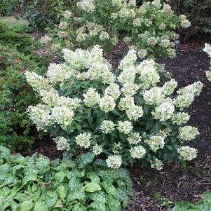 Hydrangea paniculata 'Dolly' 