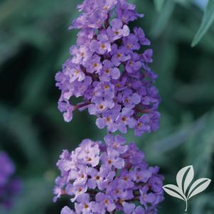 Buddleia davidii nanhoensis 'Nanho Blue' 