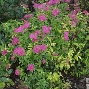 Spiraea x bumalda 'Greredlac' 