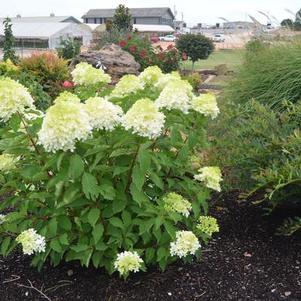 Hydrangea paniculata 'Phantom' 