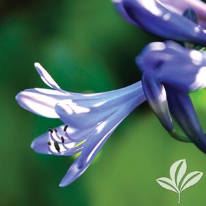 Agapanthus 'Storm Cloud' 