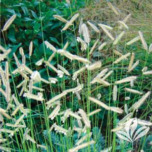 Bouteloua gracilis 'Blonde Ambition' 