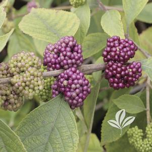 Callicarpa acuminata 