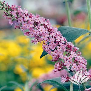 Buddleia davidii 'Pink Delight' 