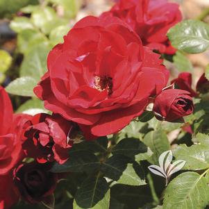 Rosa 'WEKcharlie' 