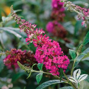 Buddleia davidii 'Royal Red' 