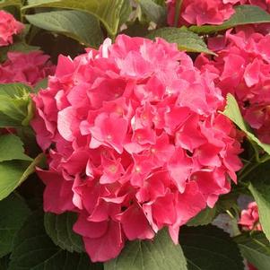 Hydrangea macrophylla 'Grefuglo' 