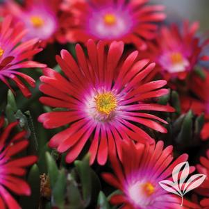 Delosperma cooperi 'Jewel of Desert Garnet' 