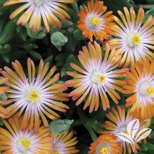 Delosperma cooperi 'Jewel of Desert Topaz' 