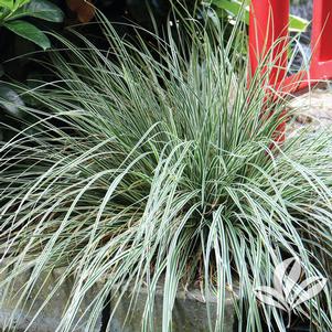 Carex oshimensis 'CarFit01' 