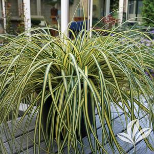 Carex oshimensis 'Everoro' 