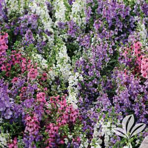 Angelonia angustifolia 'Serenita Mix' 