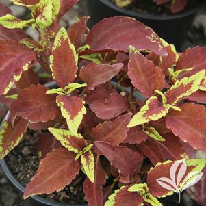 Coleus 'Defiance' 