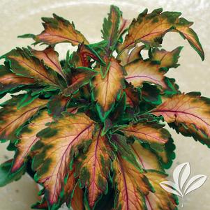 Coleus 'Beauty of Lyon' 