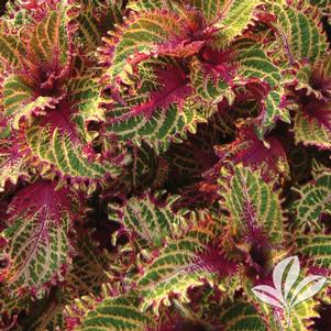 Coleus 'Pink Ruffles' 