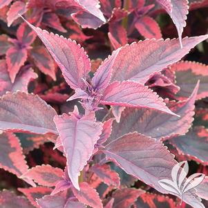 Coleus 'Religious Radish' 