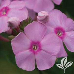 Phlox hybrida 'PPPHL07201' 