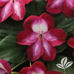 Impatiens 'Balpacurn' 