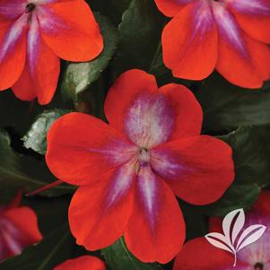 Impatiens 'Balpacorg' 