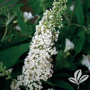 Buddleia davidii 'White Profusion' 