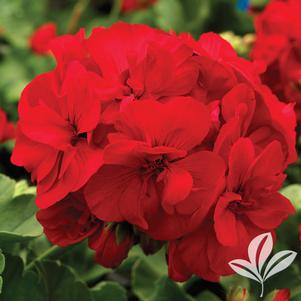 Pelargonium 'Americana Dark Red Zonal' 