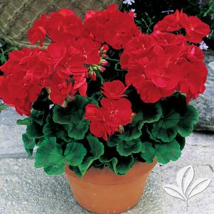 Pelargonium 'Americana Red Zonal' 