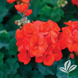 Pelargonium 'Rocky Mountain Orange' 