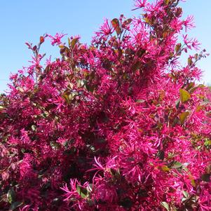 Loropetalum chinense var. rubrum 'PIILC-I' 