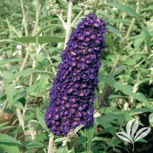 Buddleia davidii 'Black Knight' 