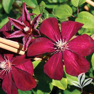 Clematis 'Westerplatte' 