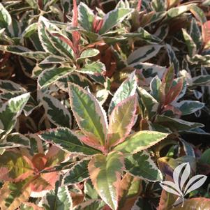 Ardisia japonica 'Hakuokan' 