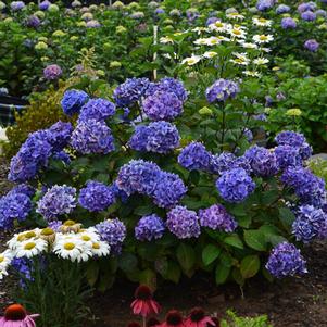 Hydrangea macrophylla 'PIIHM-II' 