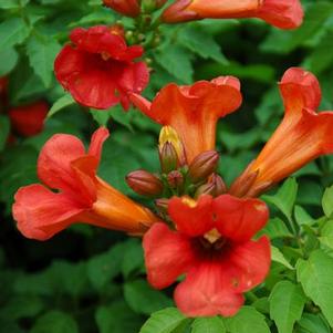 Campsis x tagliabuana 'Takarazuka Fresa' 