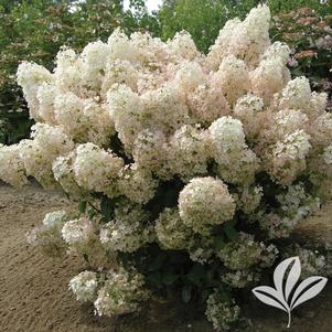 Hydrangea paniculata 'ILVOBO' 