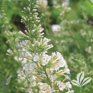 Buddleia 'Grevantrt' 