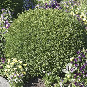 Buxus 'Green Velvet' 