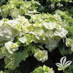 Hydrangea macrophylla 'Dancing Snow' 