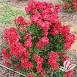 Lagerstroemia 'PIILAG B5' 