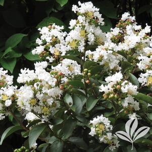 Lagerstroemia 'PIILAG-B1' 