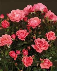 Rosa 'POULcy023' 