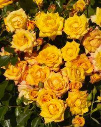 Rosa 'POULcy030' 