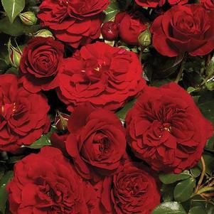 Rosa 'POULcy032' 